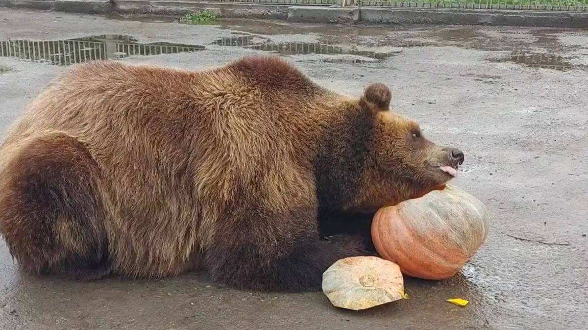 Разбавим ленту медведями не из леса, а из Абаканского зоопарка. Бусинку сотрудники угощают тыквой, яблоками и медом (идеальное медвежье комбо). Ест она не слишком аккуратно. Об угощение медведица много и умильно трется... Разбавим ленту медведями не из леса, а из Абаканского зоопарка. Бусинку сотрудники угощают тыквой, яблоками и медом (идеальное медвежье комбо). Ест она не слишком аккуратно. Об угощение медведица много и умильно трется...