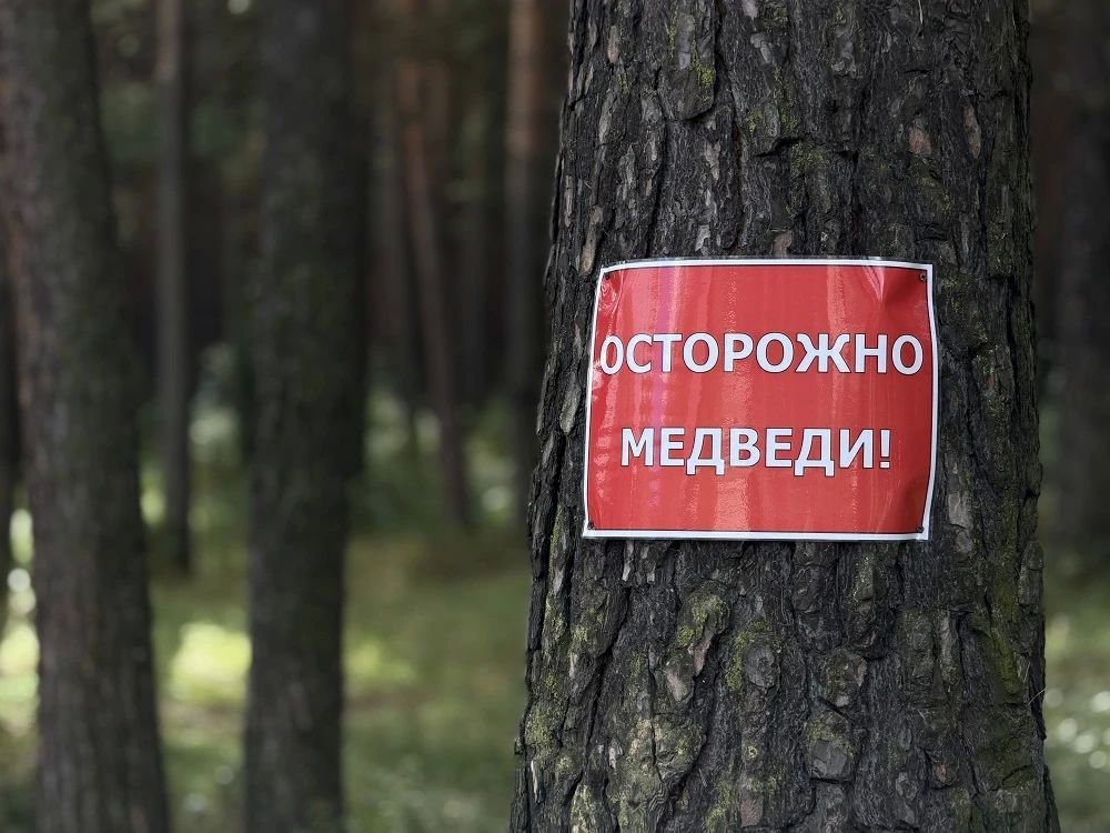 "Косолапое" нашествие: Хакасия предлагает изменить нормы добычи медведя "Косолапое" нашествие: Хакасия предлагает изменить нормы добычи медведя