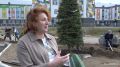 В Белом Яре появился маленький хвойный лес, пока совсем молодой