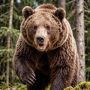 Медвежьей осаде подвергся город Абаза на юге Хакасии