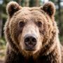 В Красноярском крае возбудили дело о халатности после гибели шести человек от медведей