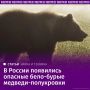 На территории России зафиксировали гибрид полярного и бурого медведей