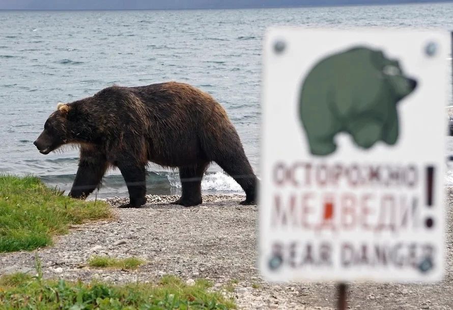 В Хакасии введен режим повышенной готовности из-за ситуации с медведями, сообщает минприроды региона