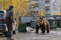 Медведи взяли в осаду российский город: "Они идут со всех сторон, бегают по дорогам и дворам