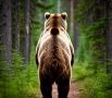 137 медведей отстрелили в Хакасии в рамках регулирования