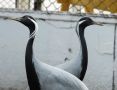 Пенсионеры пройдут в Абаканский зоопарк бесплатно 1 и 2 октября