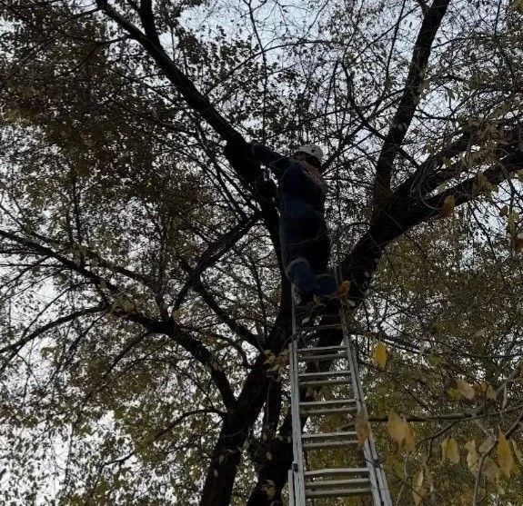 Немного добра в вечернюю ленту, друзья: спасатели в соседнем Минусинске помогли котёнку, просидевшему на дереве 2 дня Немного добра в вечернюю ленту, друзья: спасатели в соседнем Минусинске помогли котёнку, просидевшему на дереве 2 дня