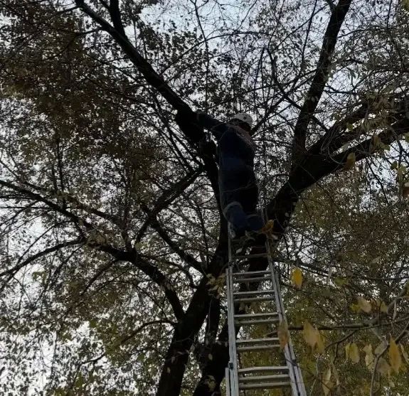 Спасатели сняли котенка с дерева в Минусинске Спасатели сняли котенка с дерева в Минусинске