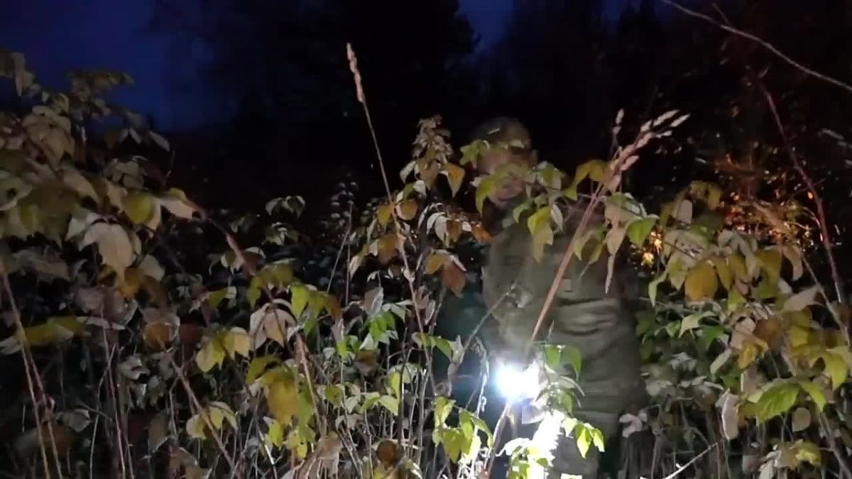 «Мёда нажрались моего задарма и лежали, отдыхали!»: двух медведей отстрелили в окрестностях Саяногорска