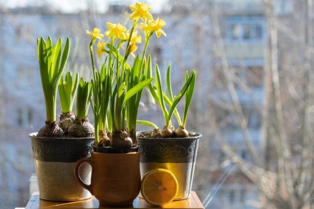 ��� ��������� ��������� ��������: ������� � ������ ��� ����������