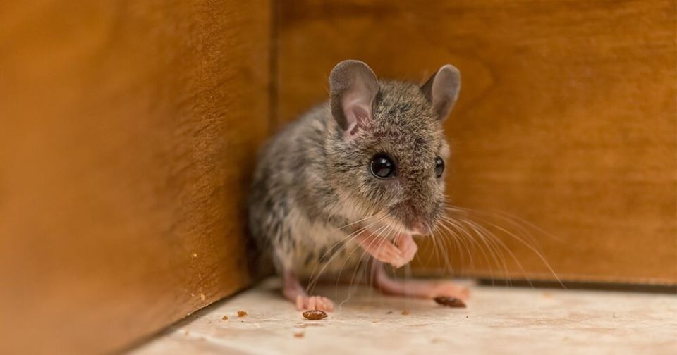 Эффективная защита дачи от мышей зимой
