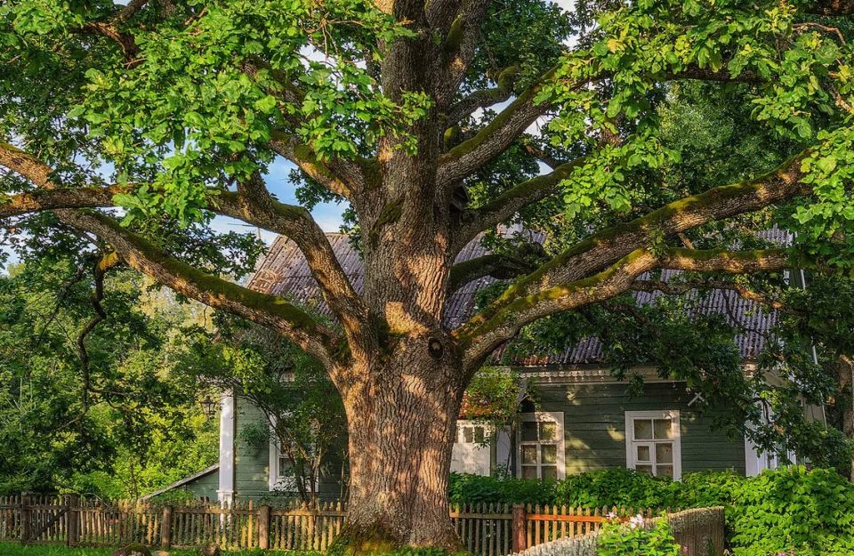 Опасные деревья в вашем саду: чего стоит остерегаться в 2025 году