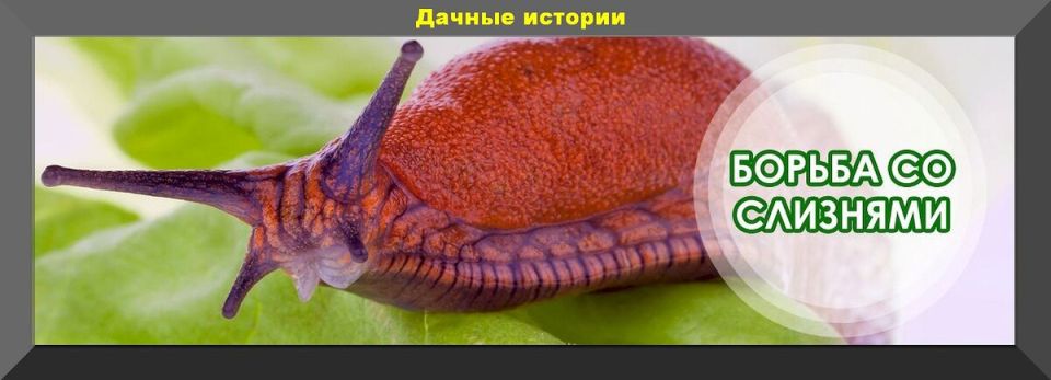 5 эффективных способов борьбы со слизнями: как сохранить урожай под зиму