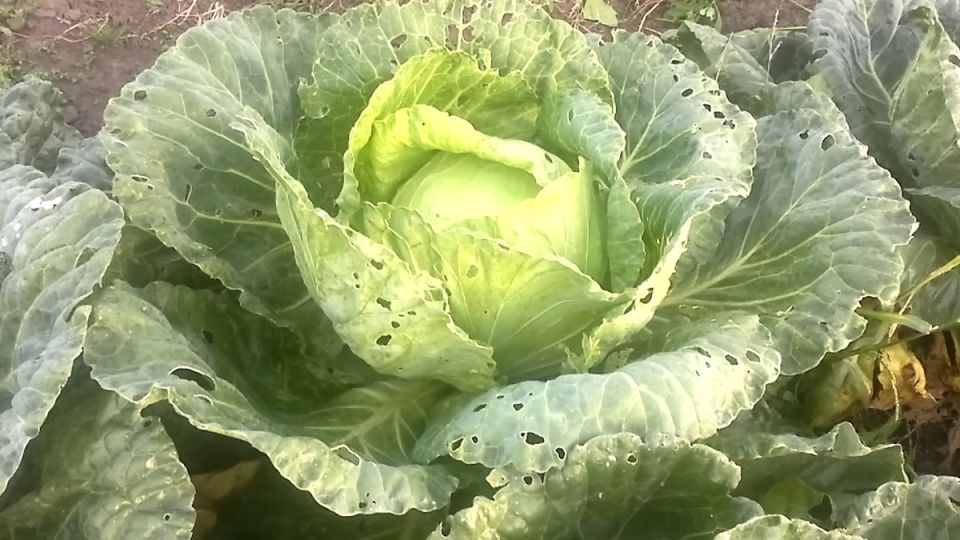 Как защитить капусту: секреты и методы эффективной борьбы с вредителями