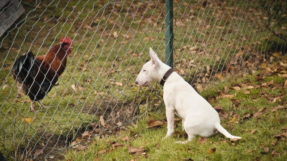 Вот что сделайте, если соседская собака напала на ваших кур: не спешите с угрозами