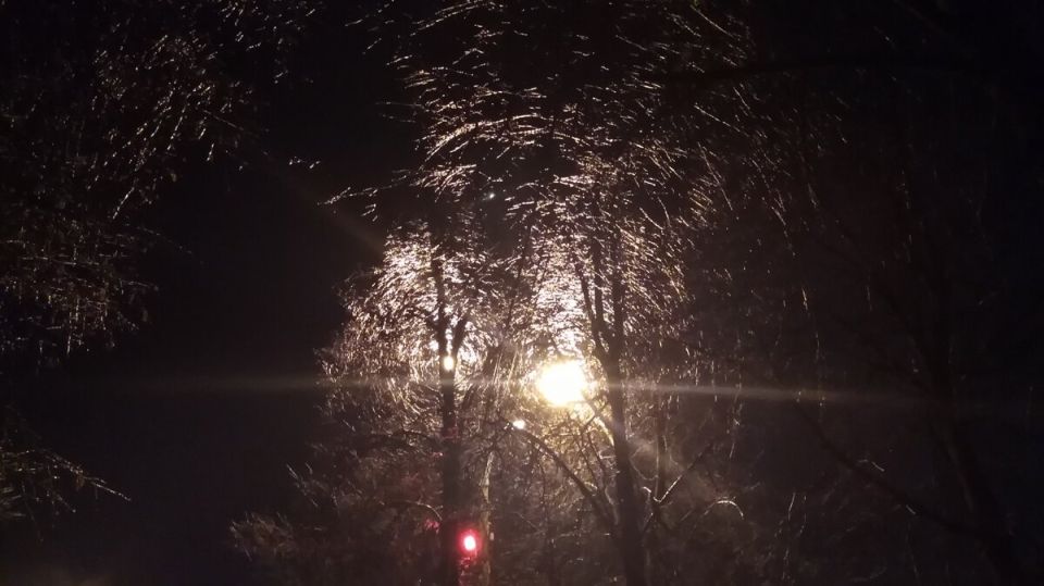 Секреты успешной зимовки роз: как защитить цветы от непредсказуемой погоды