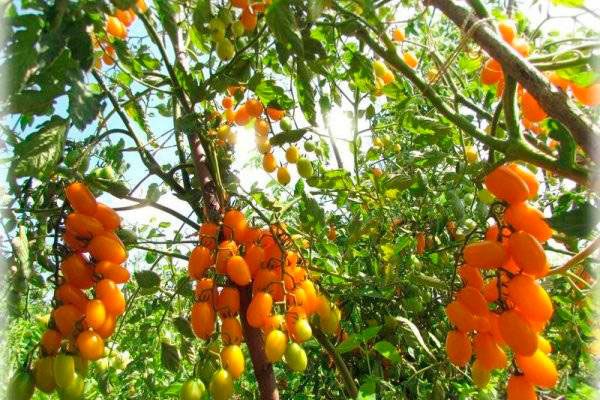 Томаты сорта Золотое руно: секреты успеха и советы по уходу