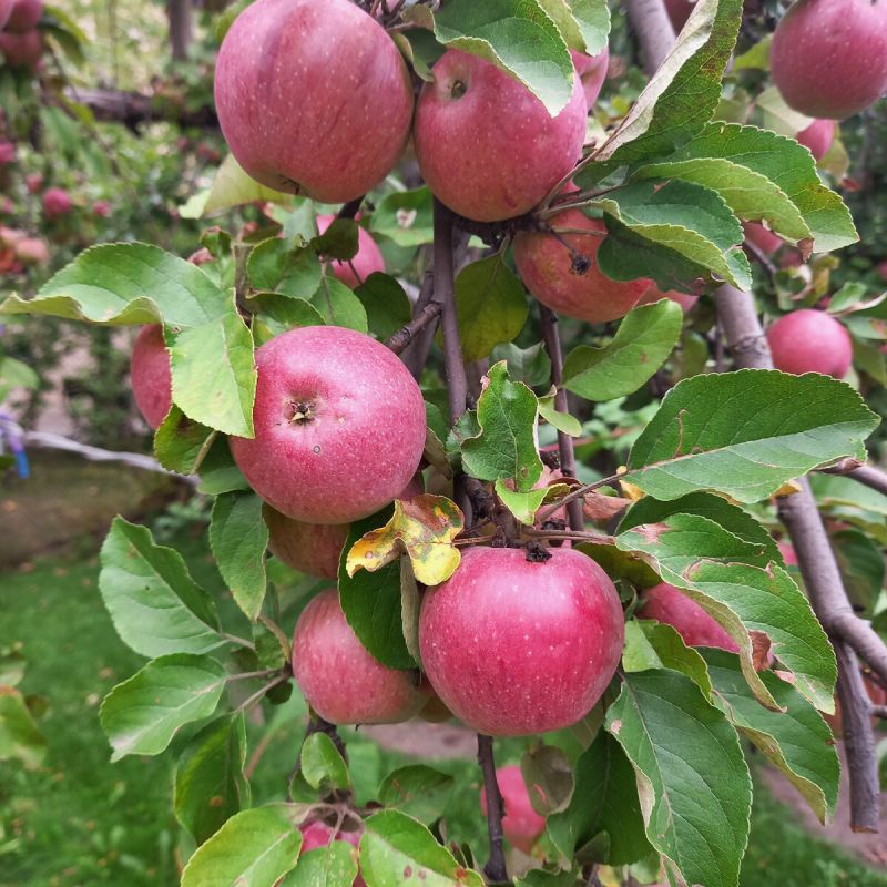 Как правильно обрезать яблони осенью: полезные советы для сада