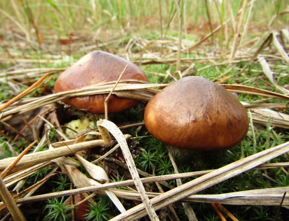 Секреты грибного сбора: как правильно выбирать съедобные рядовки