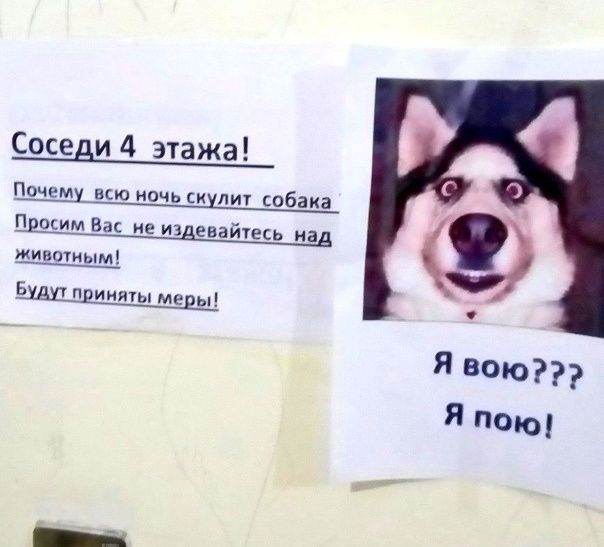 Как справиться с вечным лаем соседской собаки: эффективные советы