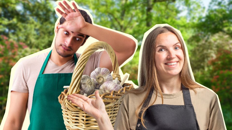 Только так чеснок вырастет крупным и вкусным: вот в чем секрет