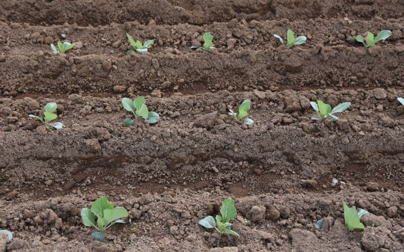 Все секреты успешного осеннего выращивания ранней капусты