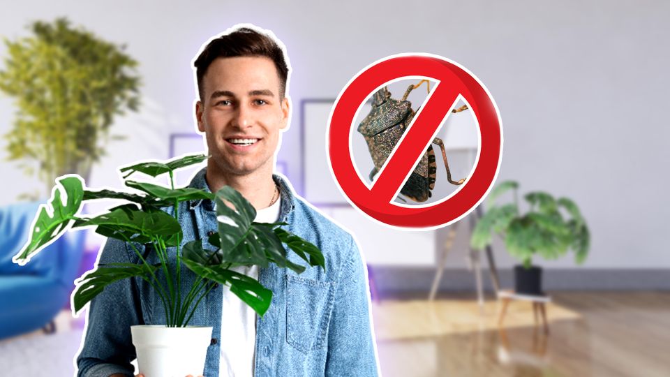 Добавьте эту пряность в горшки с цветами: все вредители в миг исчезнут