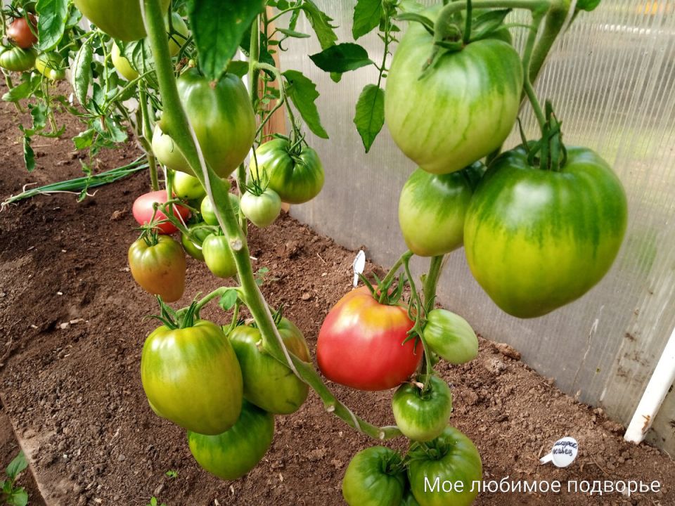 Как правильно обрезать листья у высокорослых томатов: секреты успешного ухода