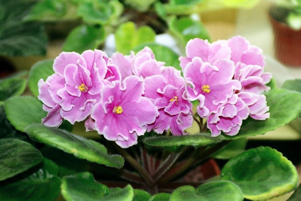 Как омолодить фиалку: простые и эффективные методы