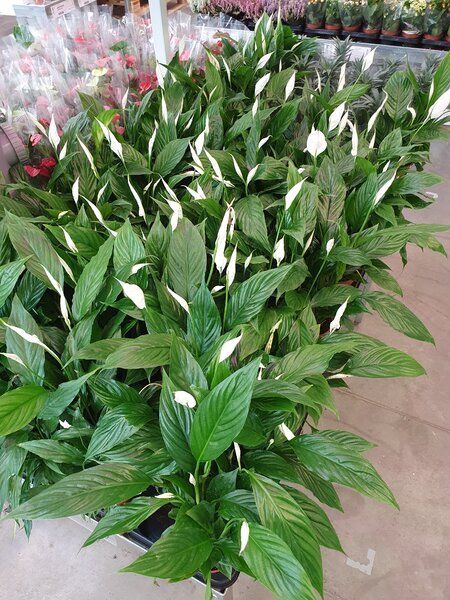 Как ИКЕА стала оазисом для любителей комнатных растений