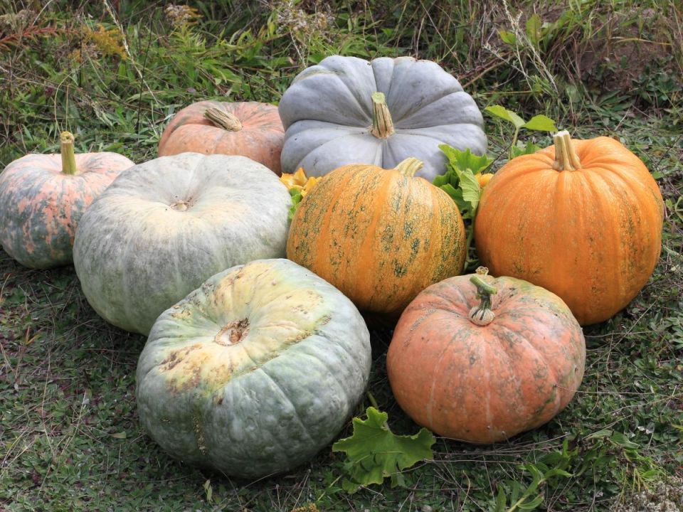 Сладкая тыква: выбираем лучшие сорта для вашего огорода