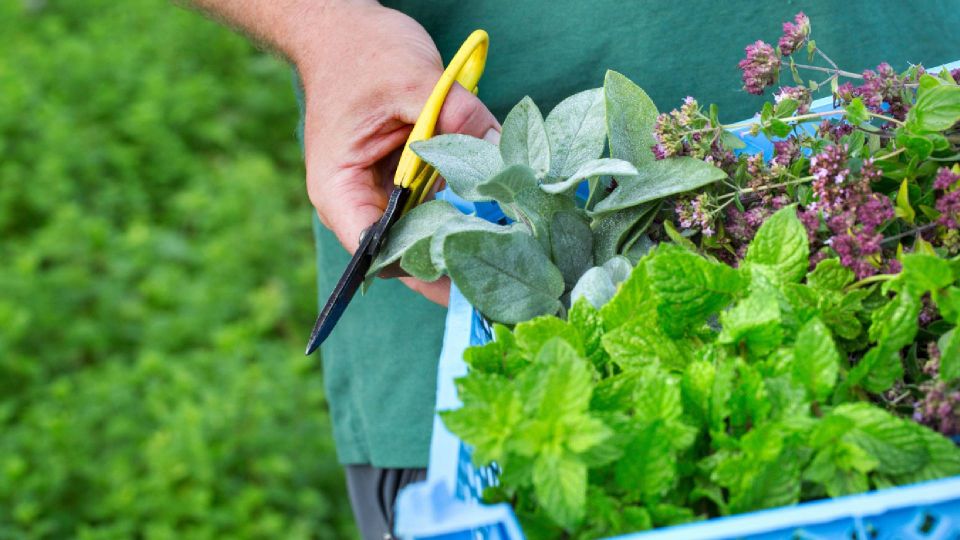 Заменят укроп и петрушку: приготовьте весенний салат из сорных трав с огорода