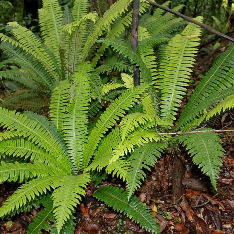 Удивительные комнатные растения: какие из них могут стать источником финансовых неурядиц?