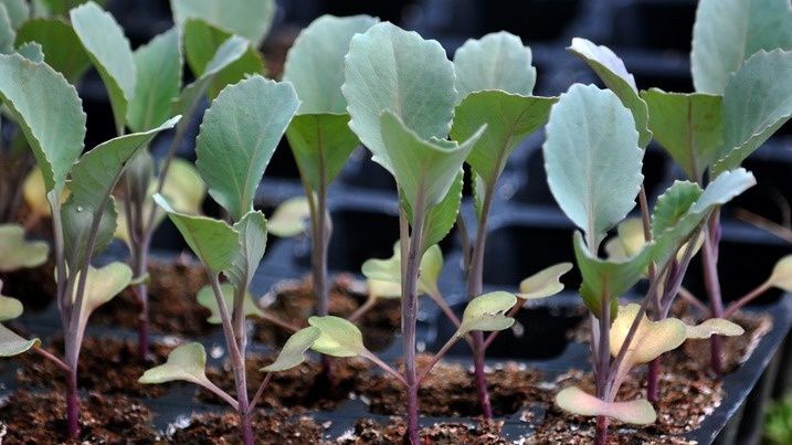 Как отказаться от рассады капусты и получить вдвое больший урожай