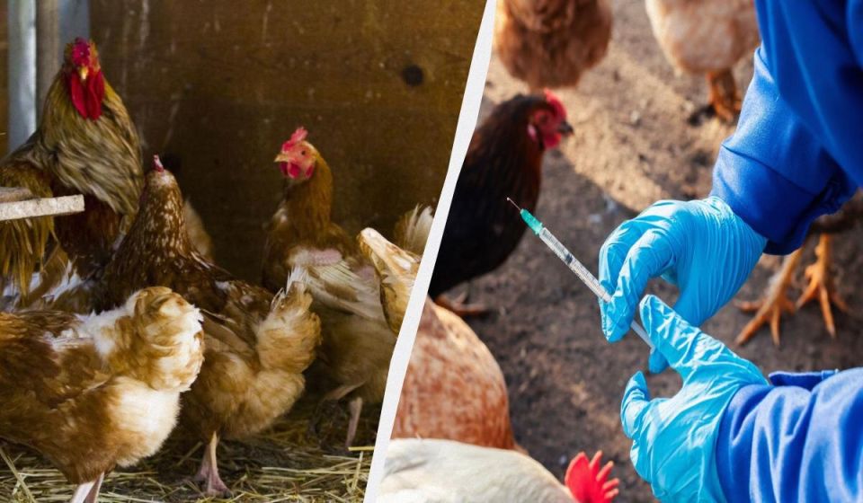 ������ � �����: ������� ������� ��� ���������� �������� ����