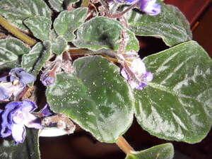 ����������� ������� ������ � ���� �� ����� ��������� ���������