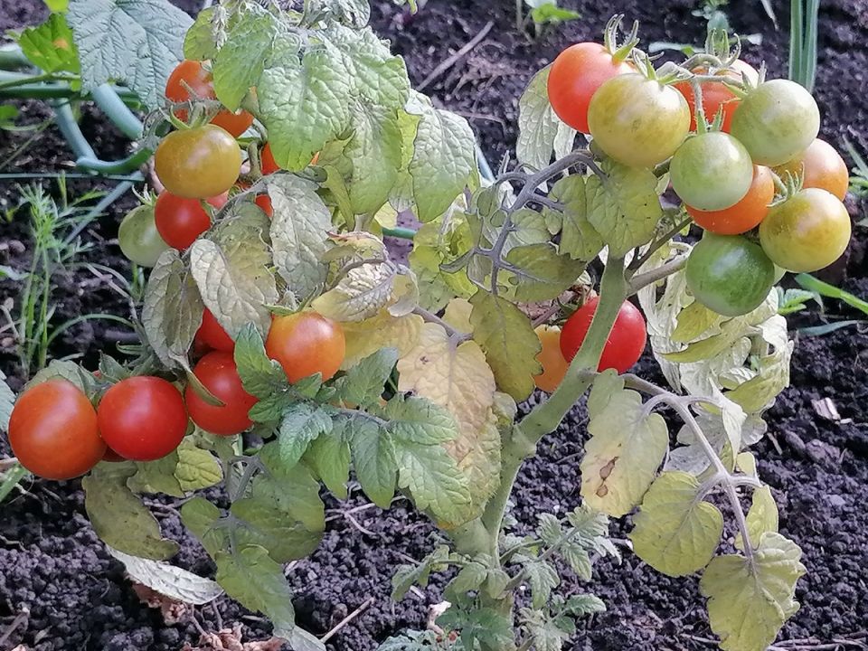 Томаты на подоконнике: 25 сортов для удобного домашнего сада