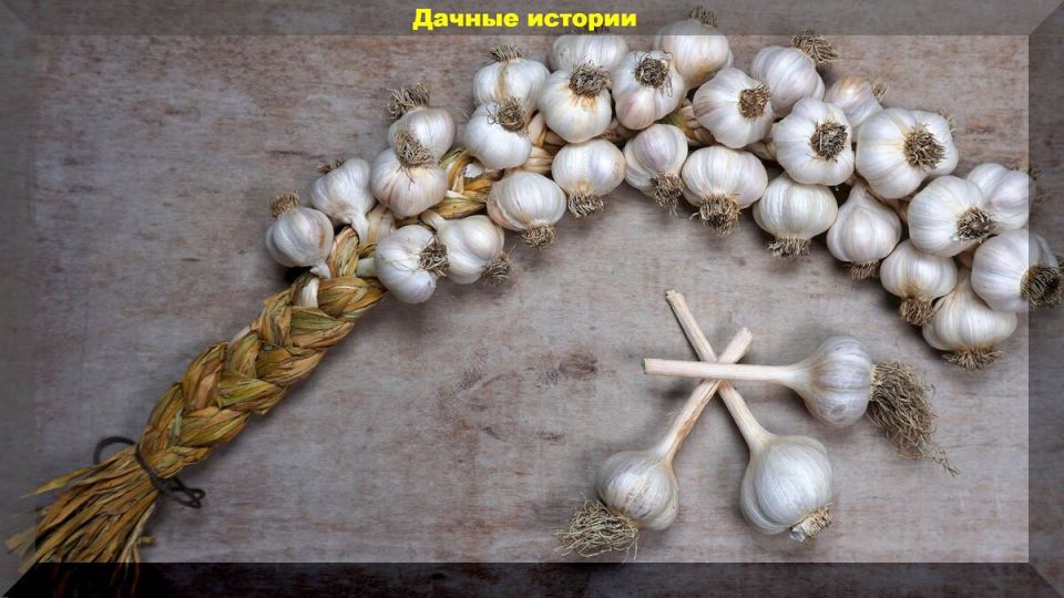 ��� ��������� ������ �� ������ ������: ������� � ��������