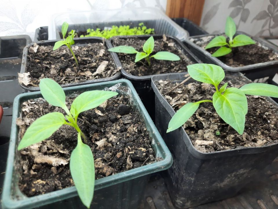 Пикировка: стоит ли рисковать ради роста рассады?