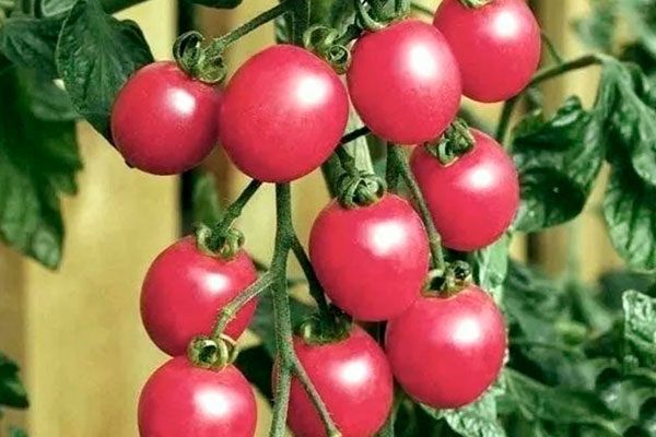 Как вырастить великолепные черри-томаты Вишенка: советы для садоводов