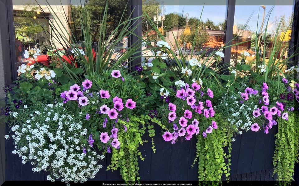Как вырастить уличные цветы на подоконнике: советы для начинающих