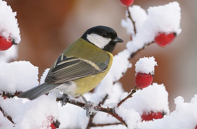 ������ �������: ��� ������������ ��������� �������� � ���������