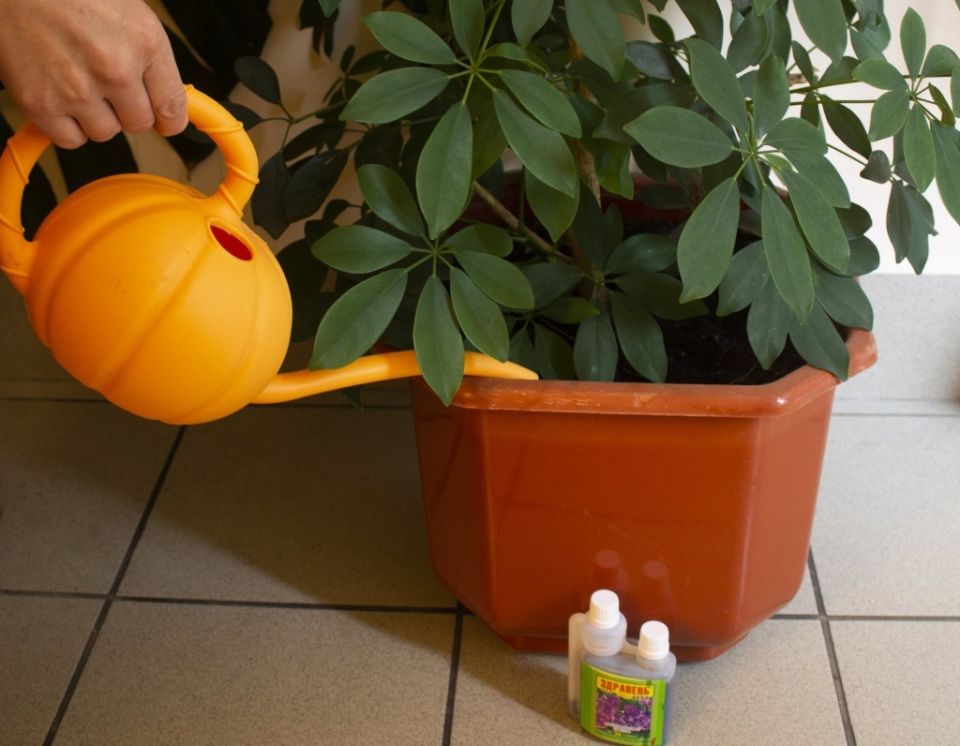 ��� �������� ���� �������� ��������: ������� ������ ��� ����������