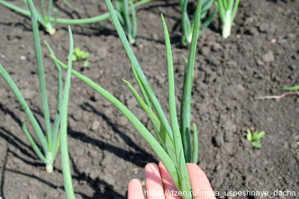 ��� ��������� ������������� ���: ������� �����������