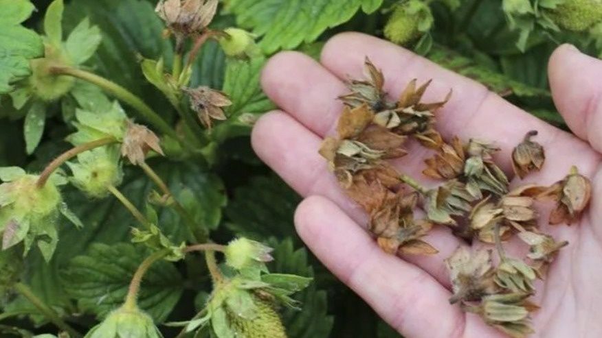 ��� ���������� �������� � ����������� ������������: ������� ������� ���������