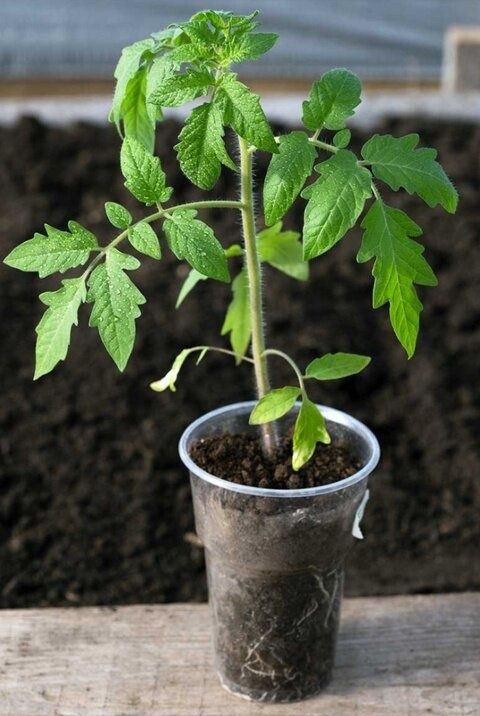 ������������ ��������� ������� �������: ��� �������� ���������������� ������