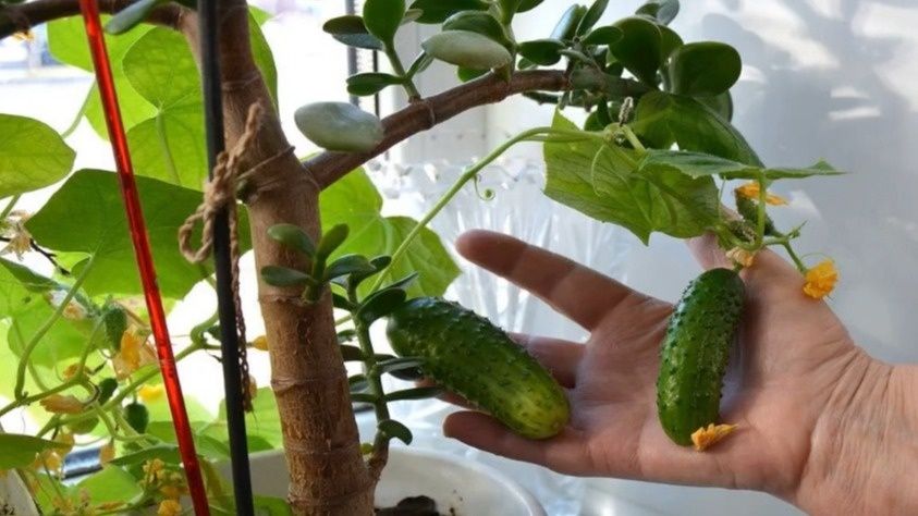 ��� �������� ������ �������� �������� ��������������� �������� �������