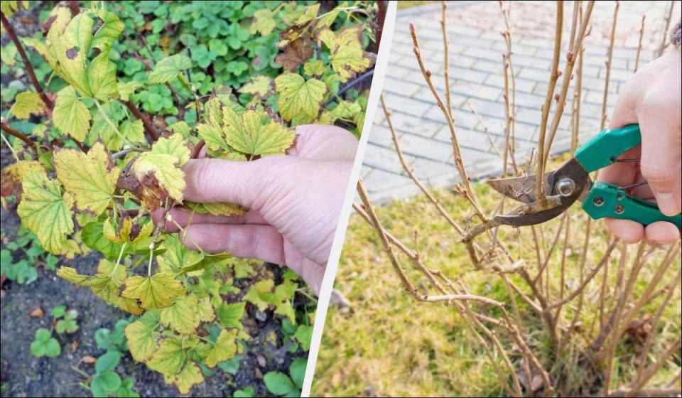 ��� ����������� ��������� � ����: ������� ������� ��� ������� ������