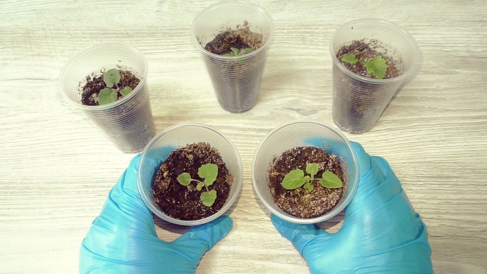 Как правильно подкормить рассаду цветов после пикировки