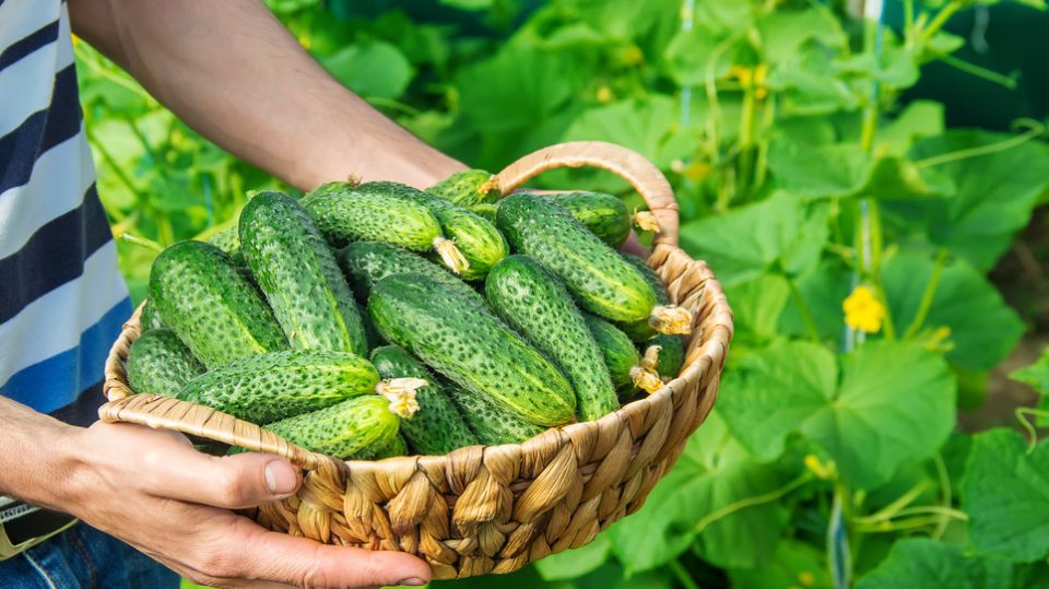 ������ ������� ������ F1 �� ��� ������: ������������ ����������